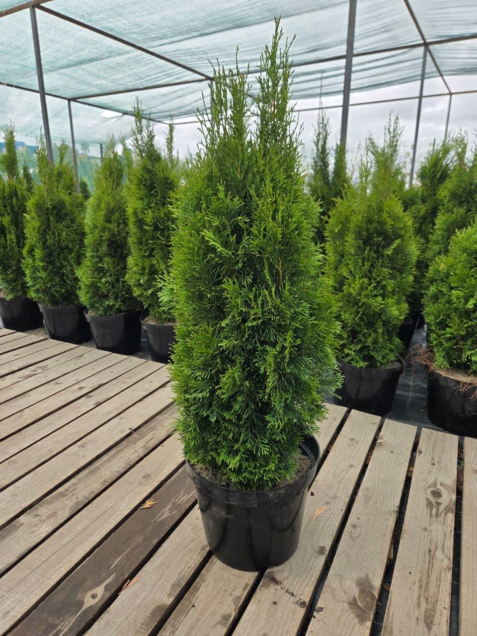 Туя западная Смарагд (Thuja occidentalis Smaragd)