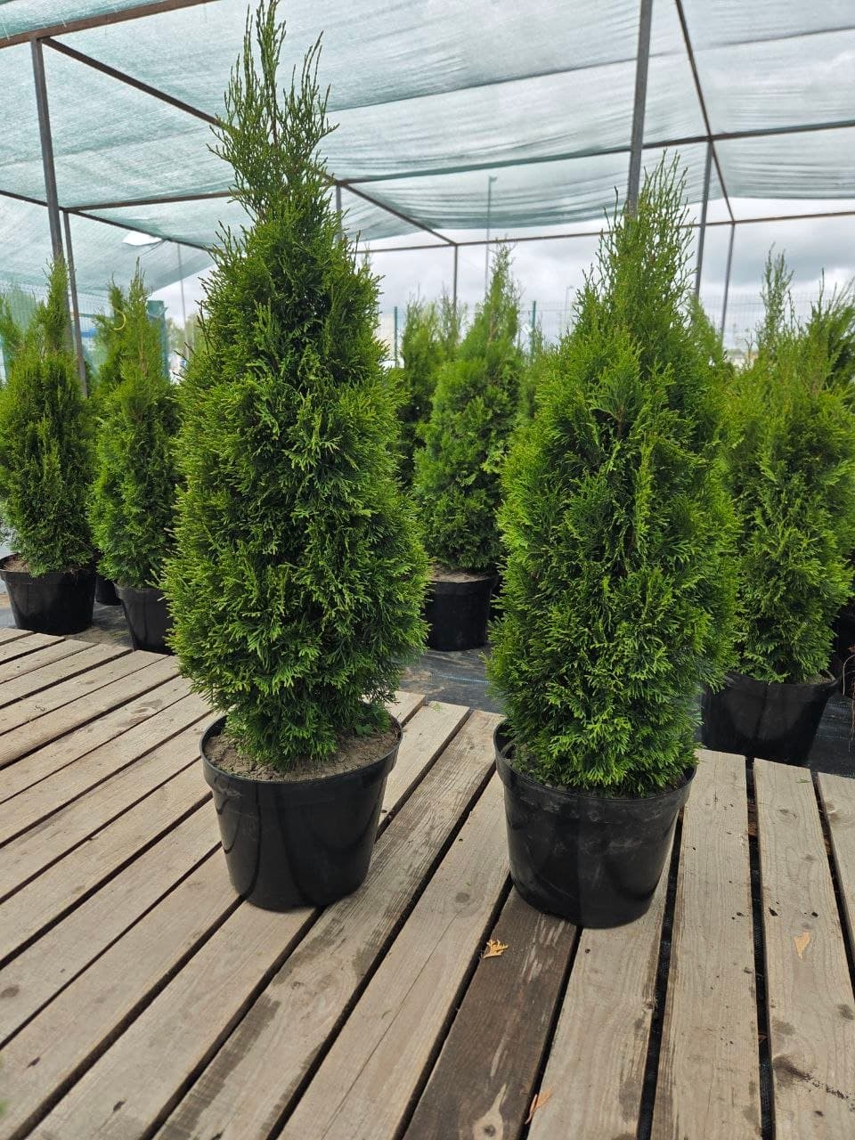 Туя западная Смарагд (Thuja occidentalis Smaragd) — фото 2