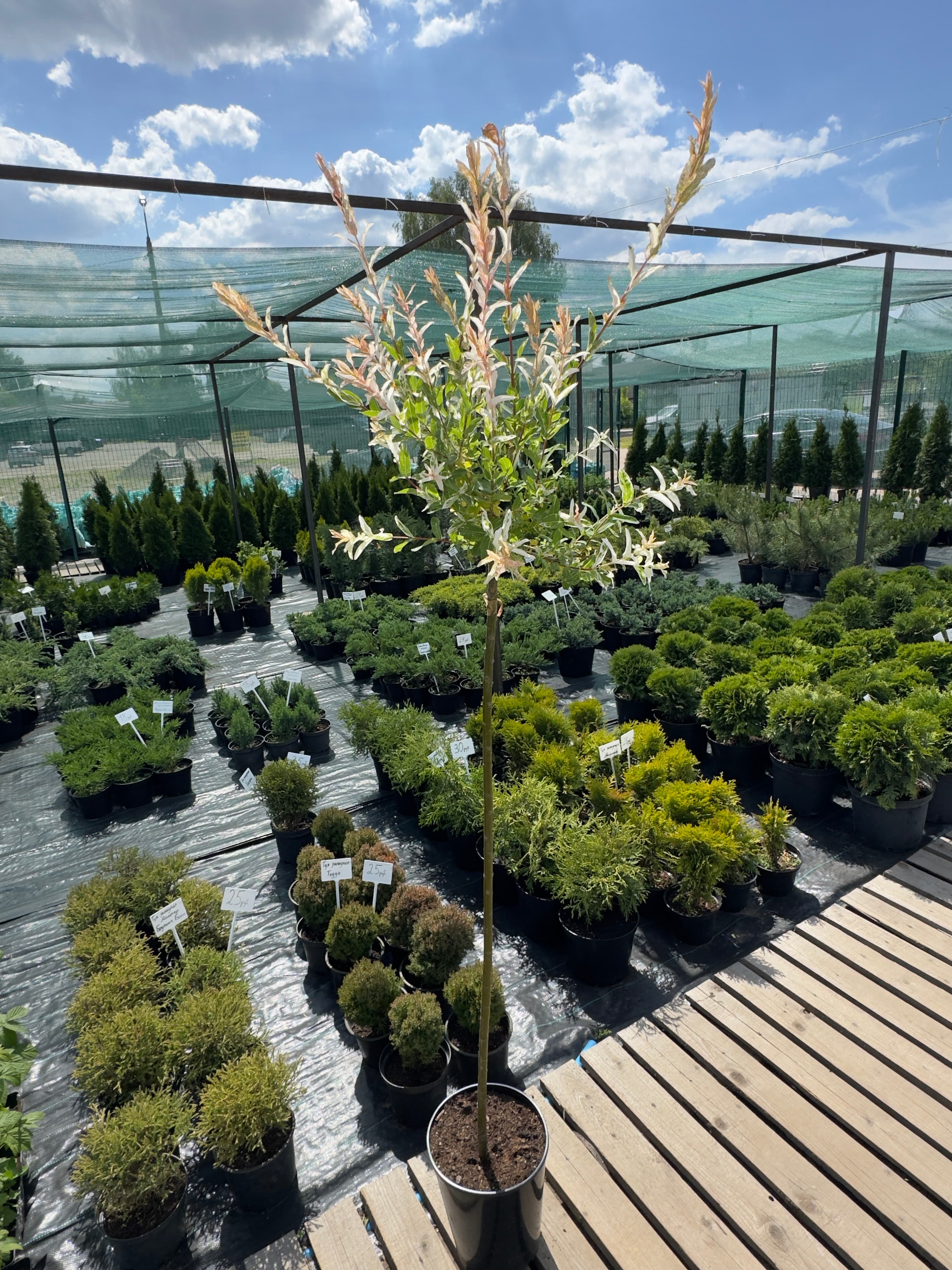 Ива цельнолистная Хакуро Нишики (Salix integra 'Hakuro Nishiki') на штамбе, высота штамба 140 см