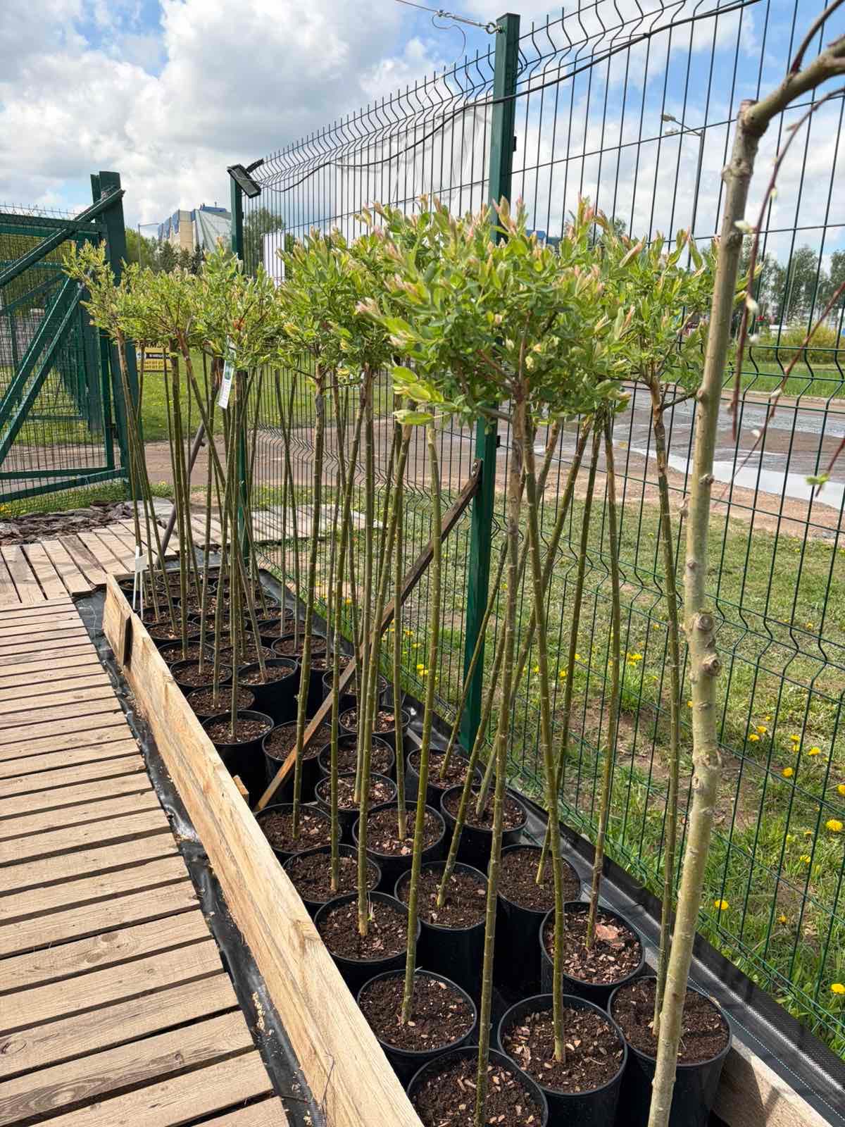 Ива цельнолистная Хакуро Нишики (Salix integra 'Hakuro Nishiki') на штамбе, высота штамба 140 см — фото 2