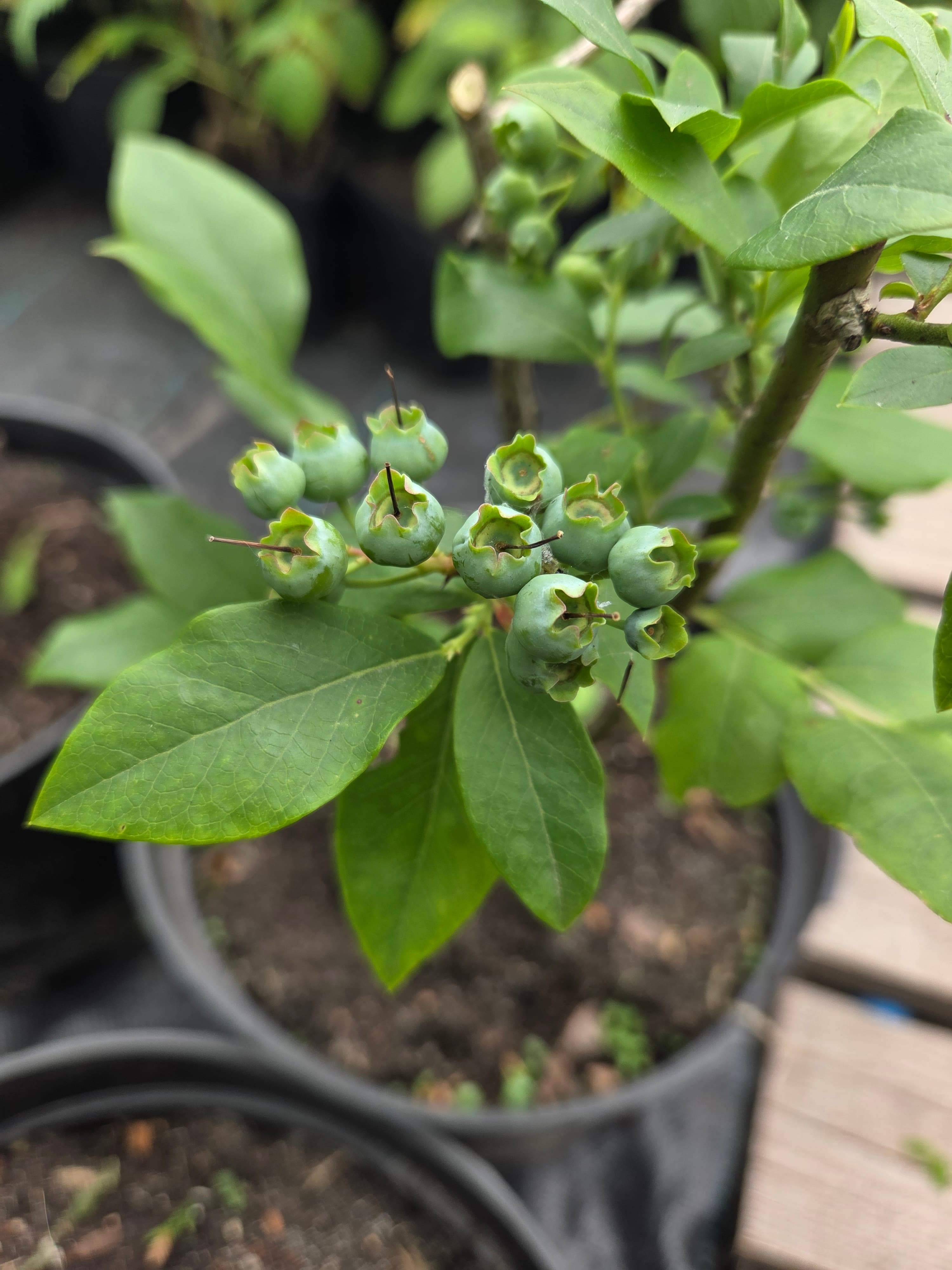 Голубика 'Блюкроп' (Vaccinium corymbosum 'Bluecrop') — фото 2