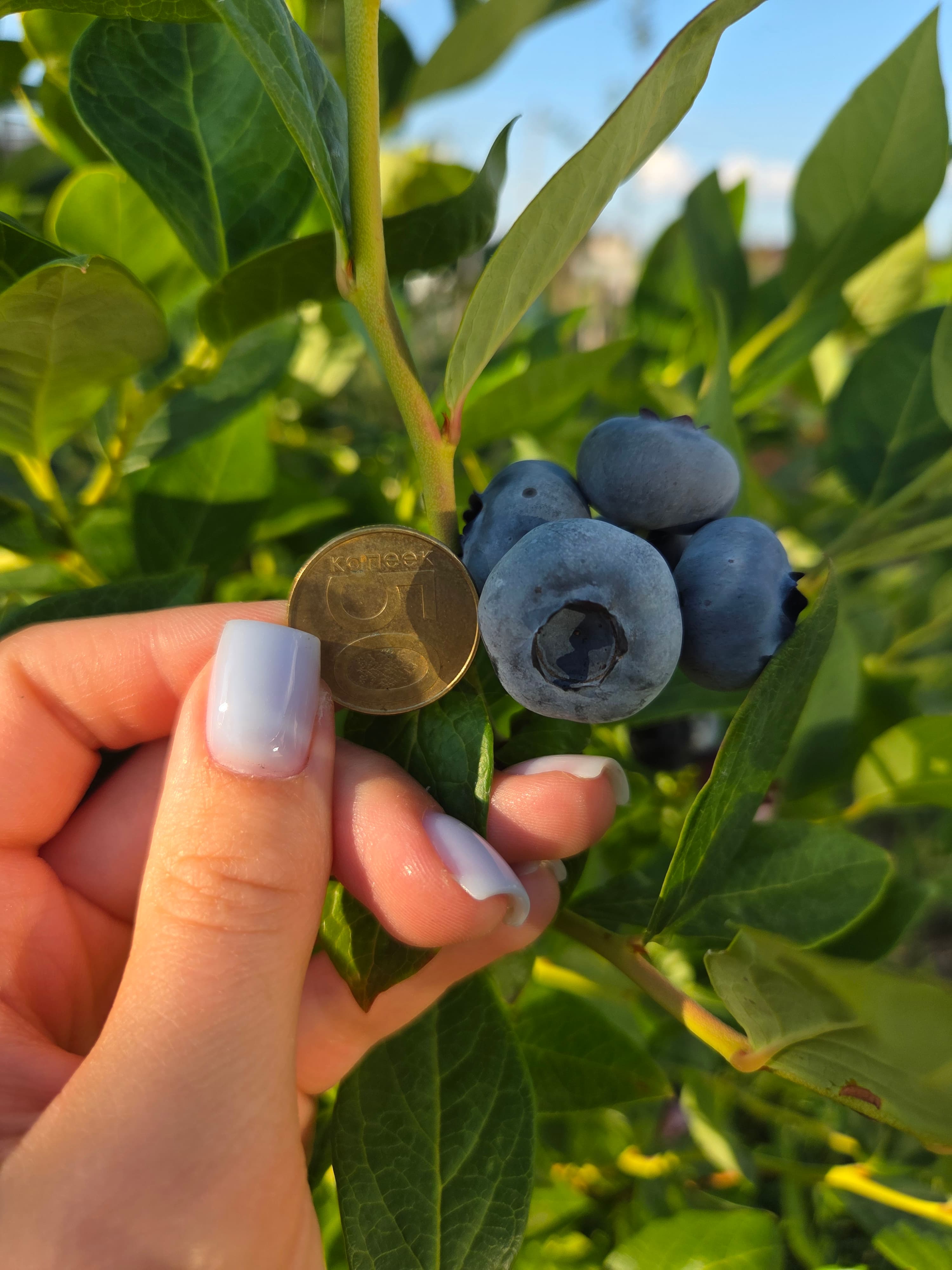 Голубика 'Блюкроп' (Vaccinium corymbosum 'Bluecrop') — фото 3