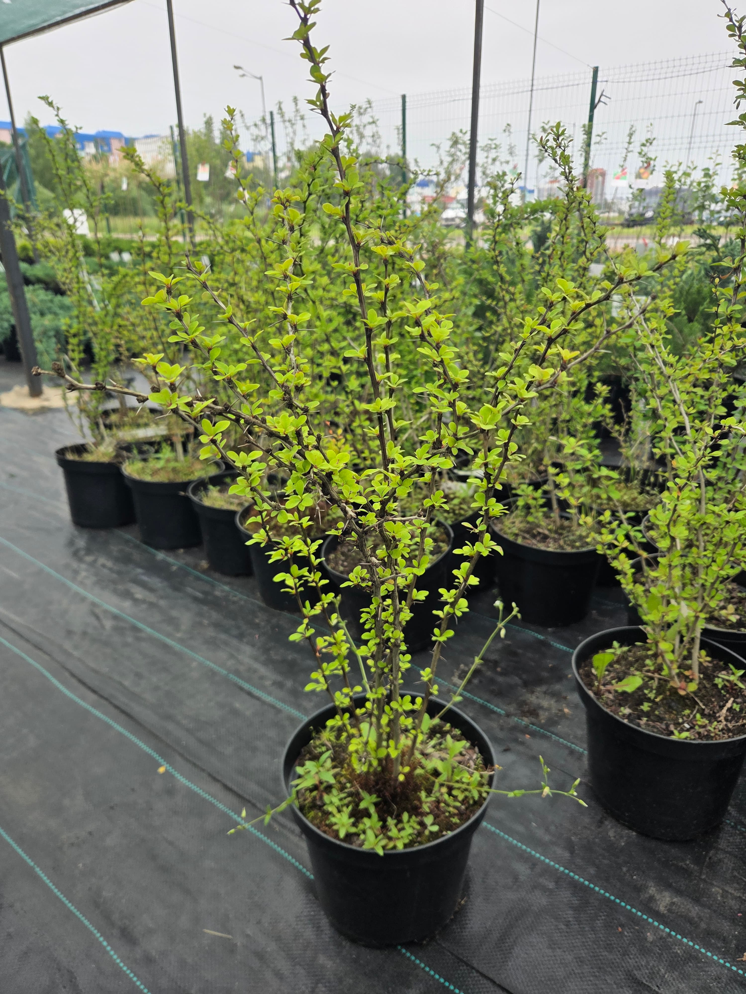 Барбарис Тунберга (Berberis thunbergii) зеленый