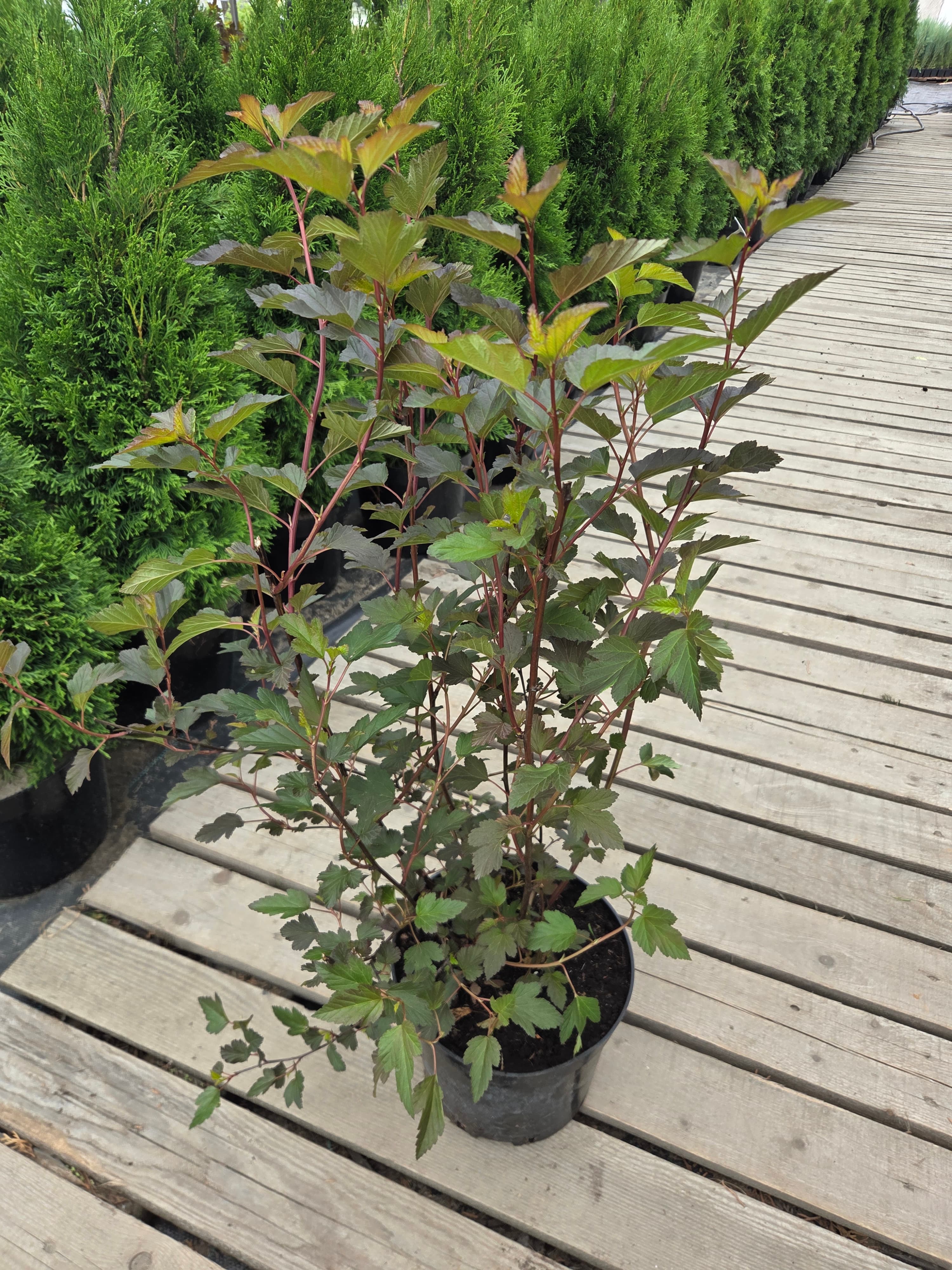 Пузыреплодник калинолистный «Диабло» (Physocarpus opulifolius 'Diabolo')