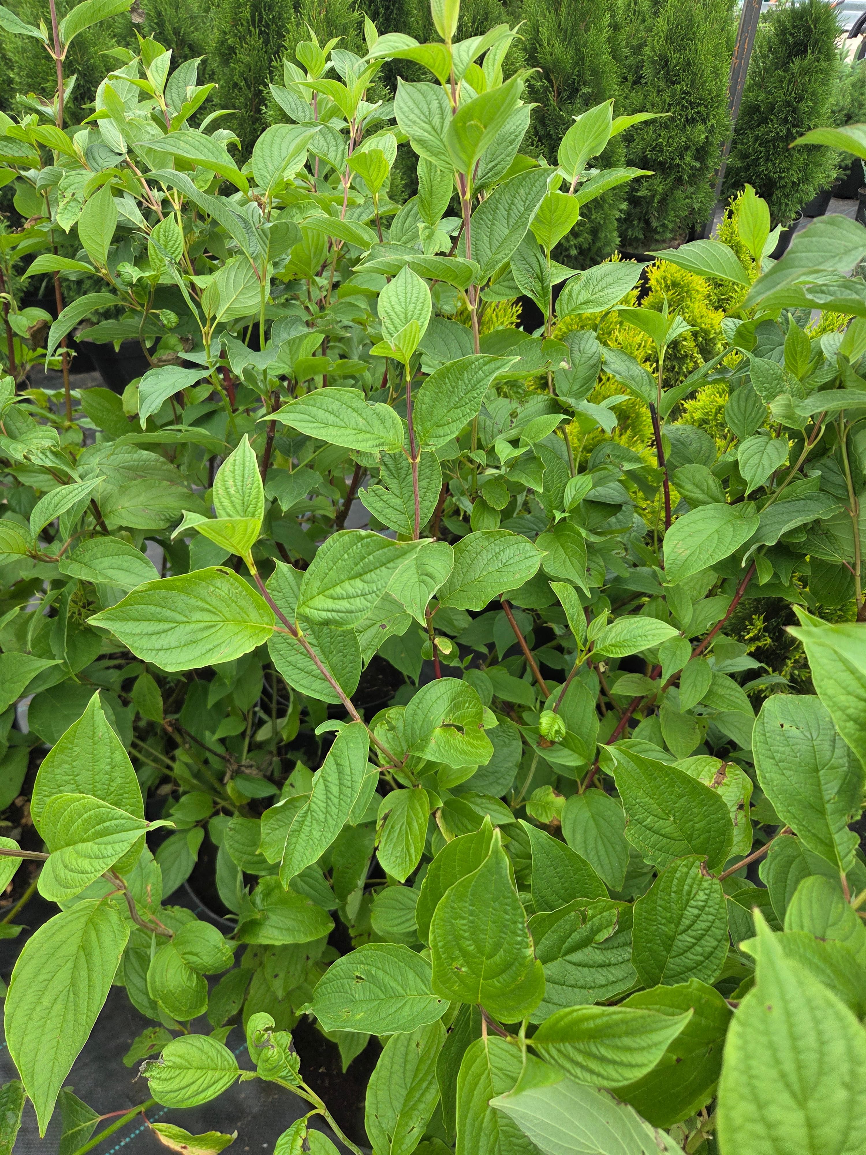 Дерен белый 'Сибирика' (Cornus alba 'Sibirica')