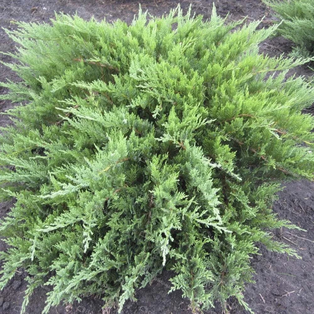 Можжевельник чешуйчатый Tamariscifolia / Тамарисцифолия