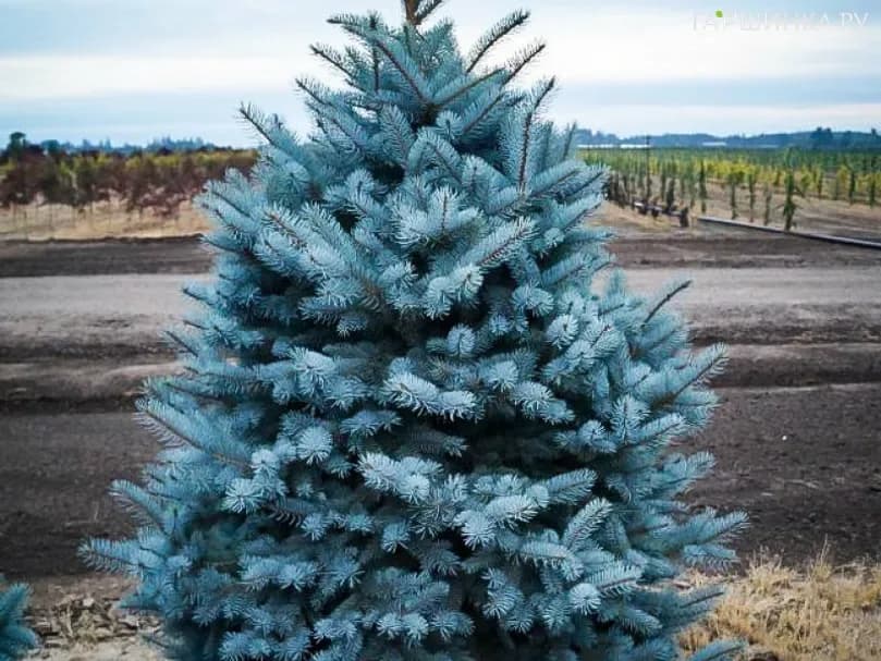 Ель колючая Glauca Majestic Blue / Глаука Маджестик Блю