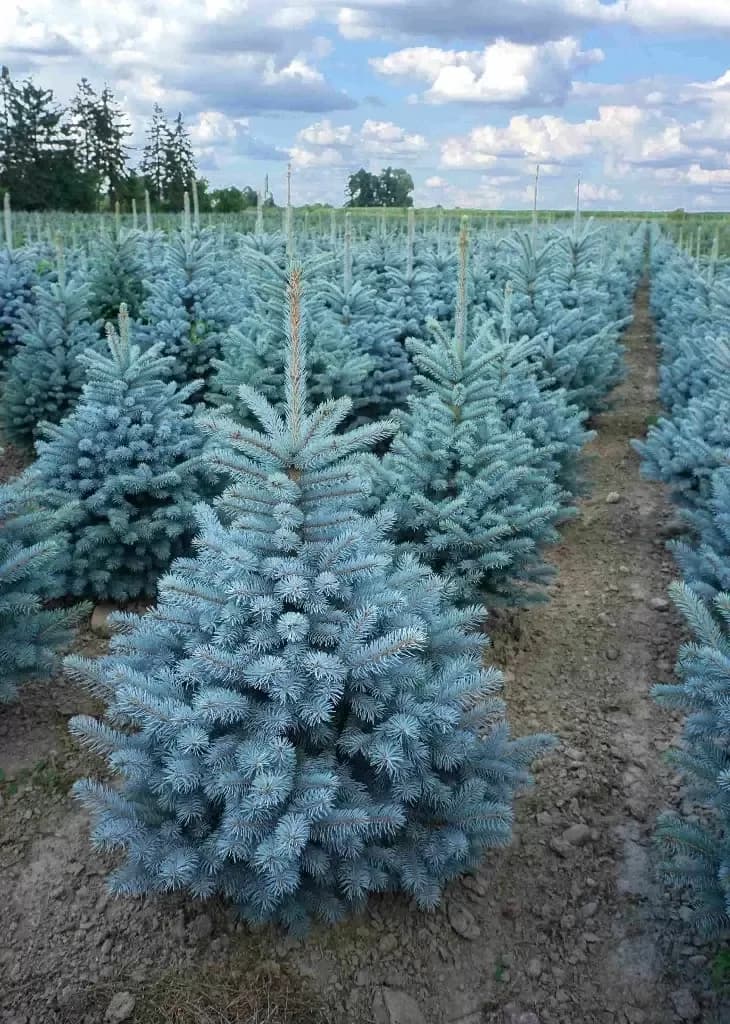 Ель колючая Super Blue Seedling / Супер Блю Сидлинг