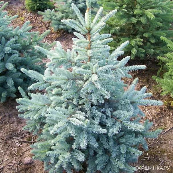 Ель колючая Glauca Kaibab / Глаука Кейбаб