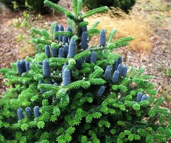 Пихта корейская Abies Koreana