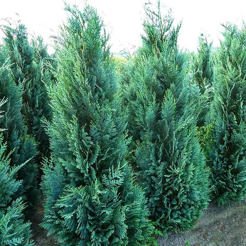 Кипарисовик Лавсона Columnaris / Колумнарис