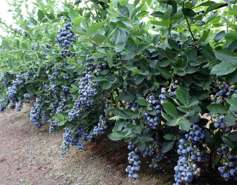 Голубика 5-х лет Bluecrop / Блюкроп — фото 4