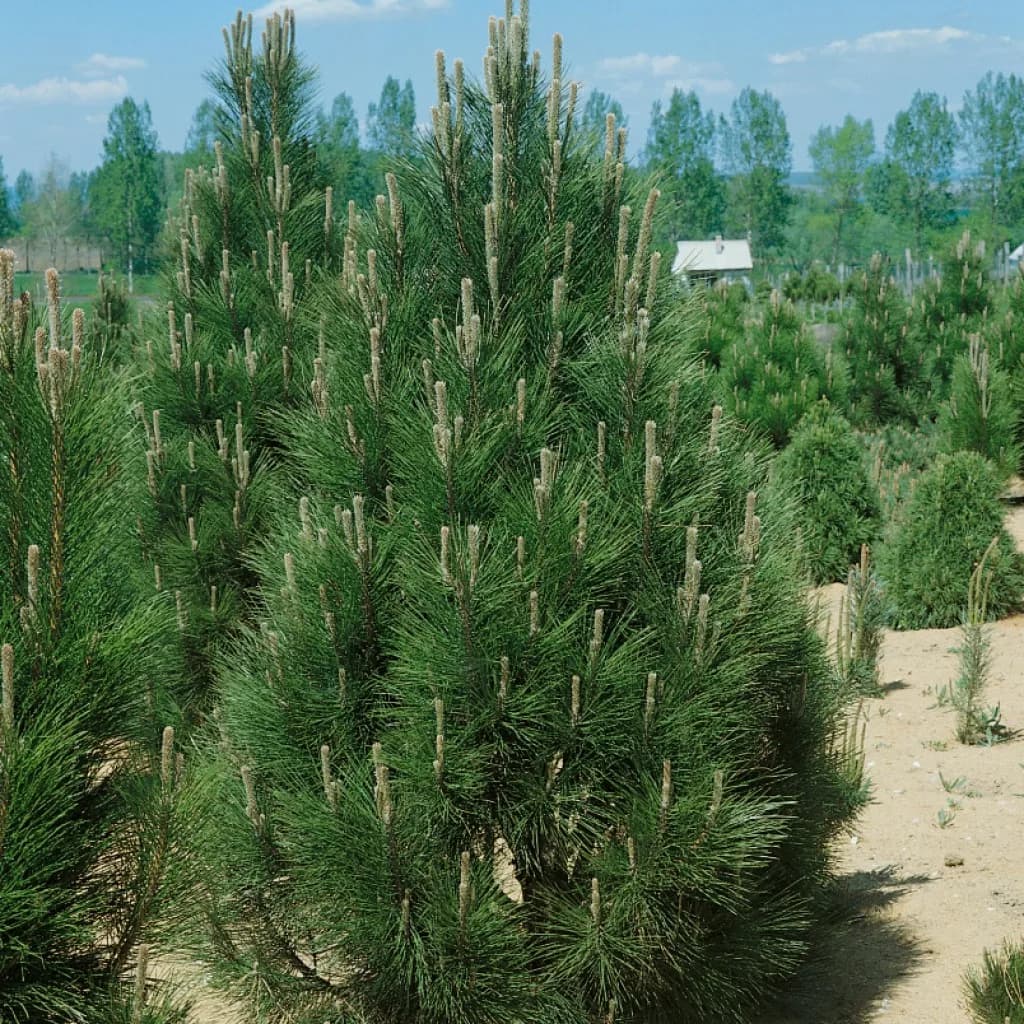 Сосна Pyramidalis / Пирамидалис