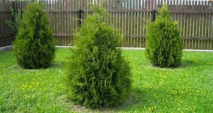 Туя западная Brabant / Брабант