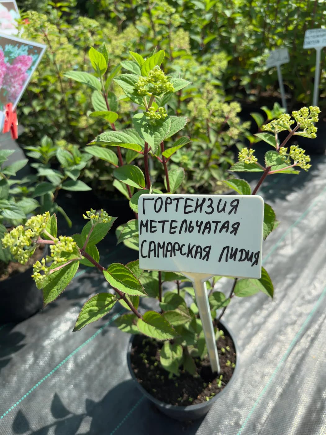 Гортензия метельчатая — фото 3