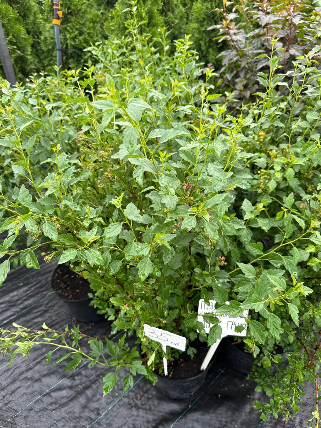 Пузыреплодник калинолистный Little Greeny / Литл Грини
