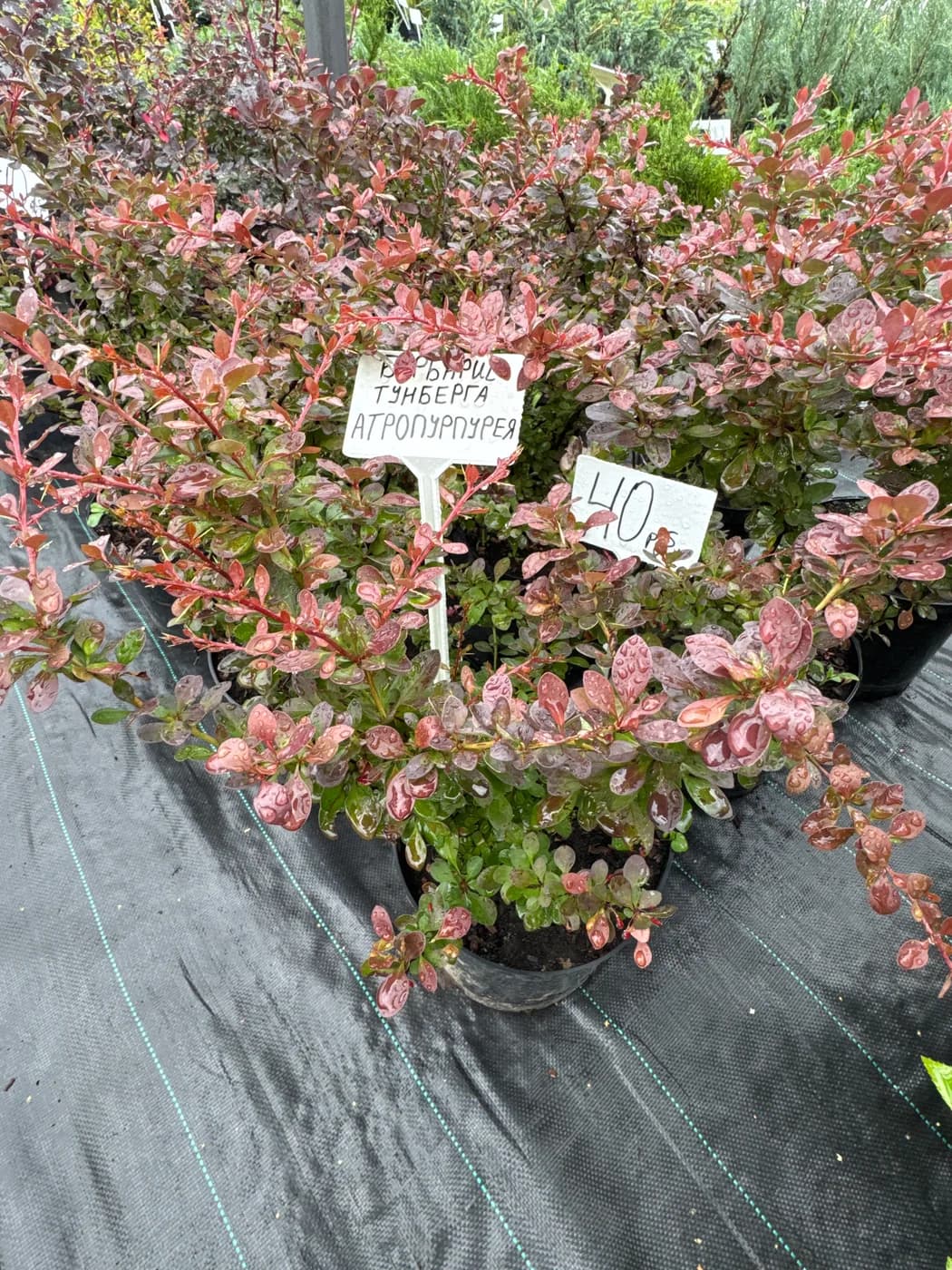 Барбарис тунберга Atropurpurea / ​Атропурпурея